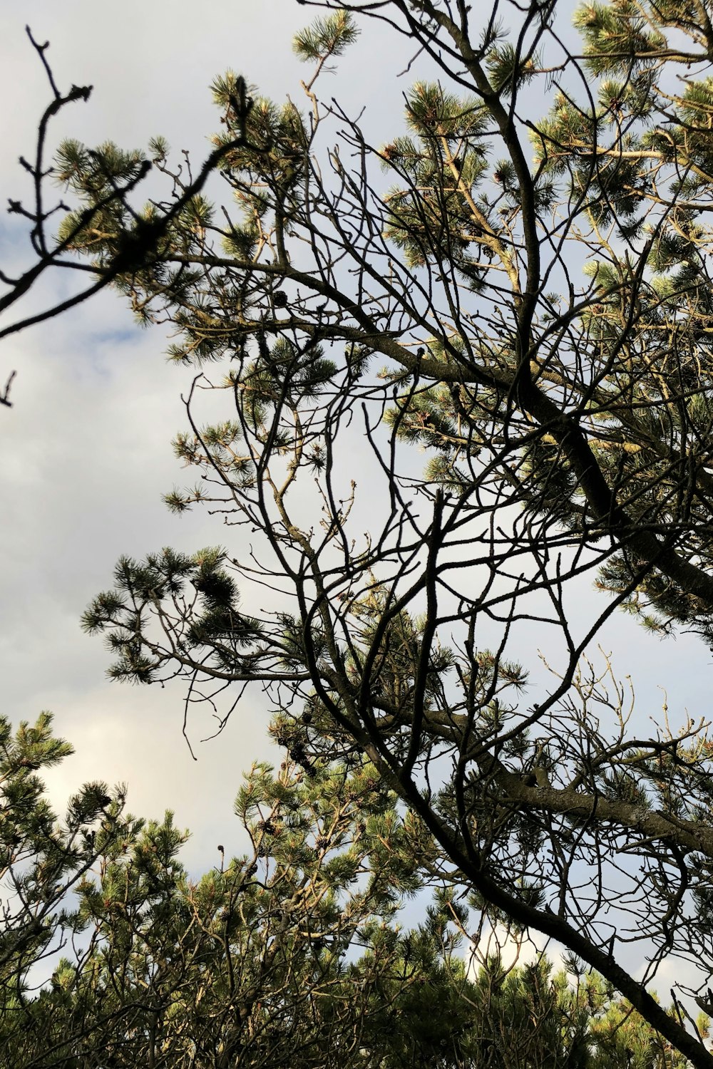 green tree under blue sky during daytime