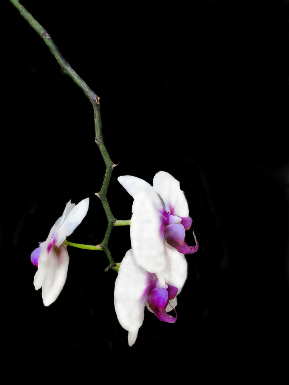white and purple flower in black background