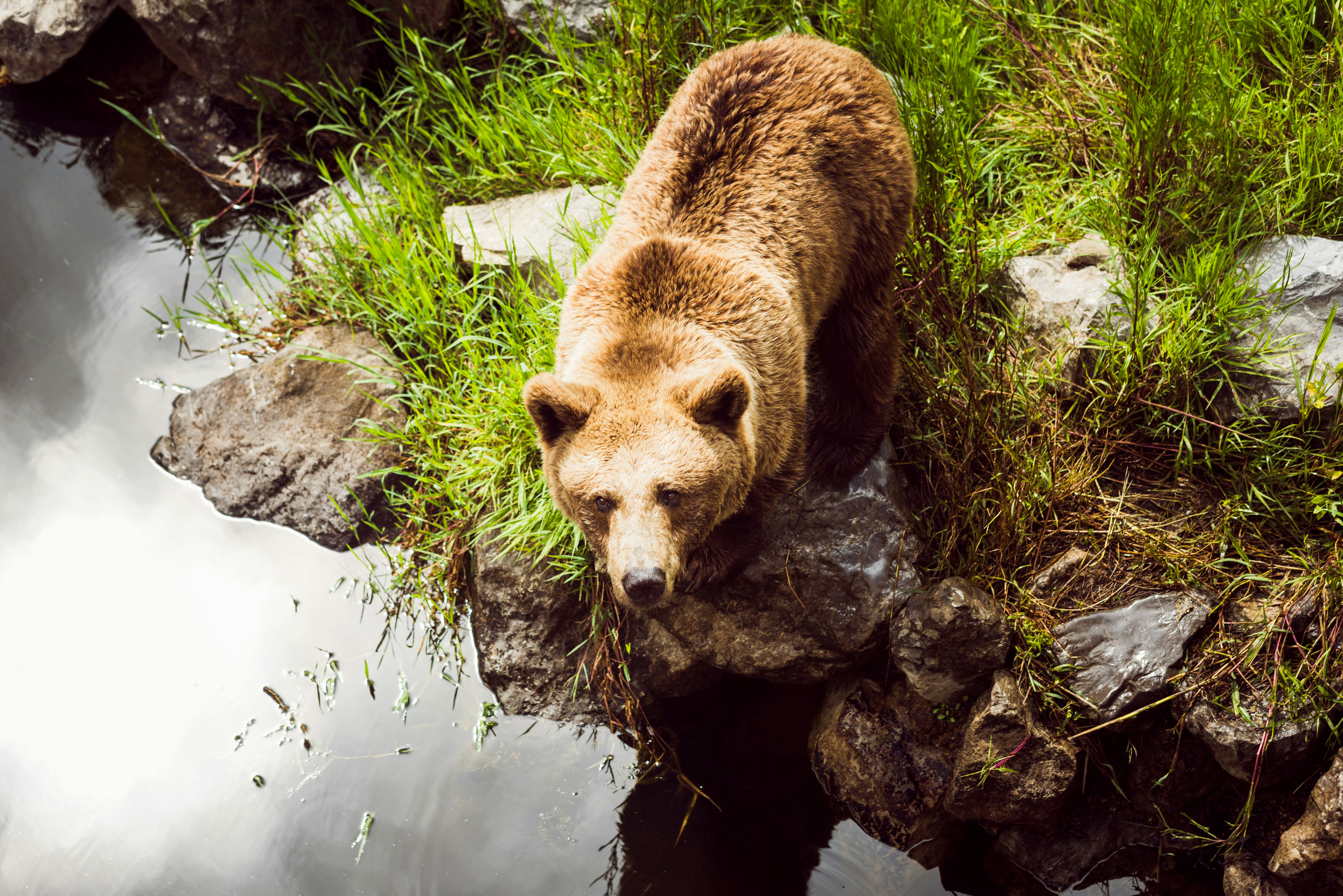 brown bear on green grass during daytime