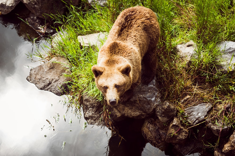 brown bear on green grass during daytime