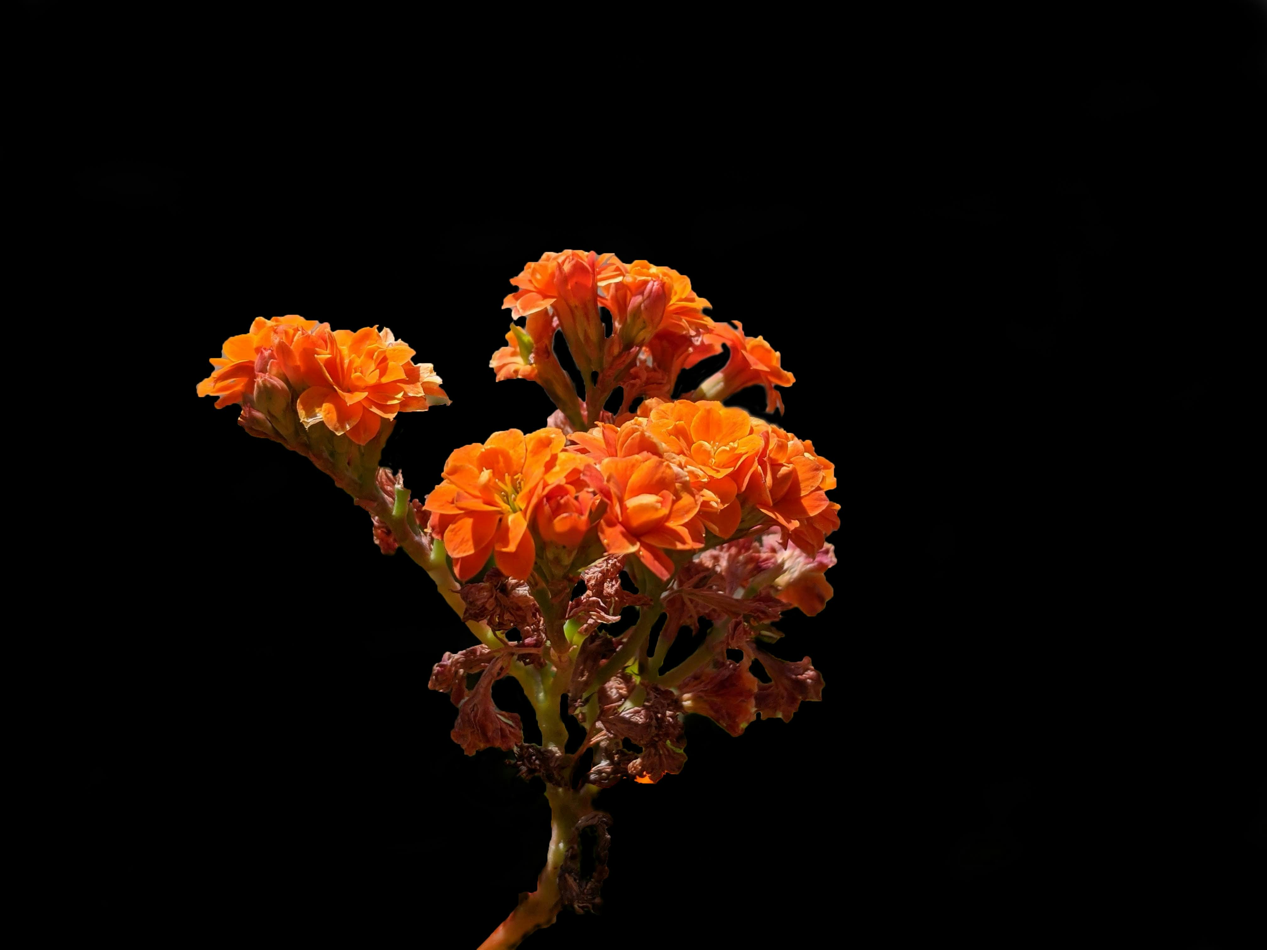 黒の背景にオレンジと黄色の花の写真 Unsplashで見つける工場の無料写真