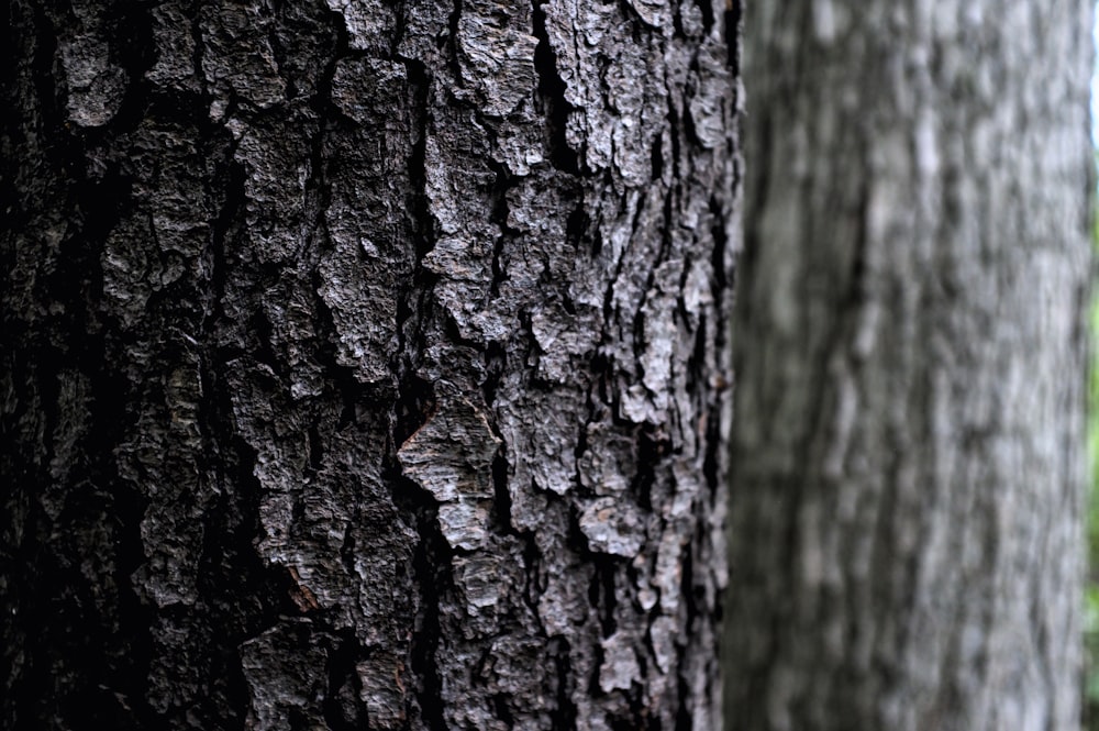 brown tree trunk in close up photography