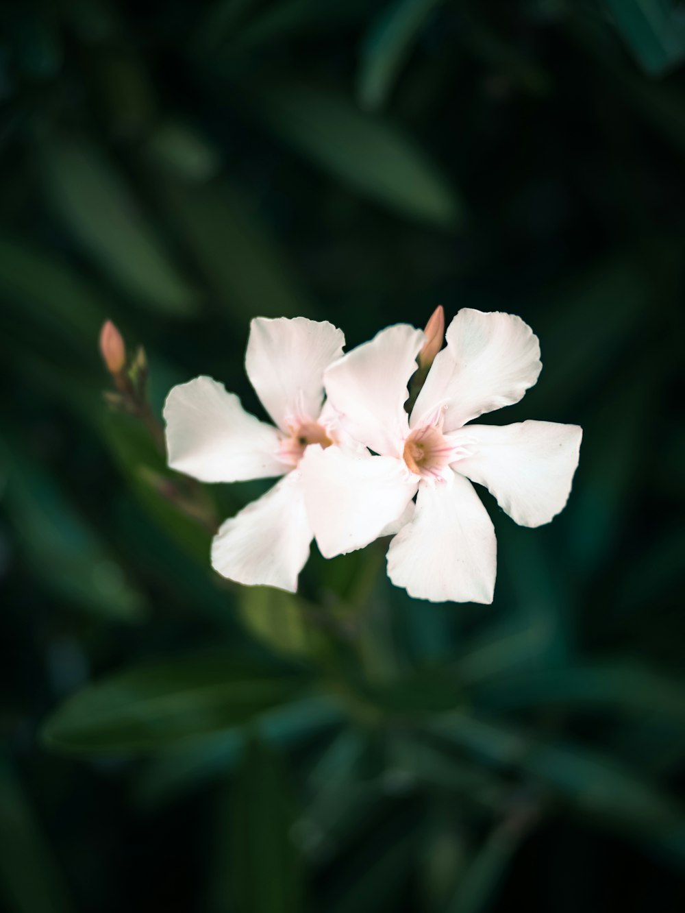 white flower in tilt shift lens