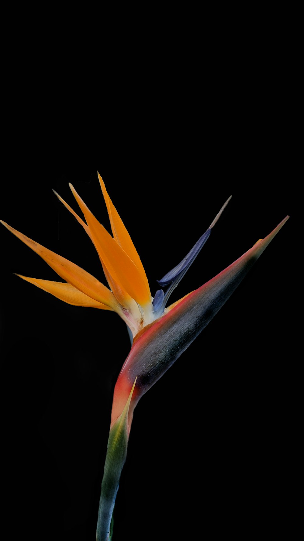 yellow and red birds of paradise flower in bloom