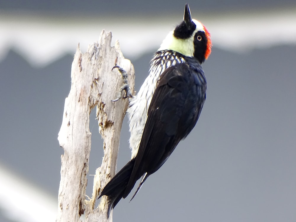 black and white bird on tree branch