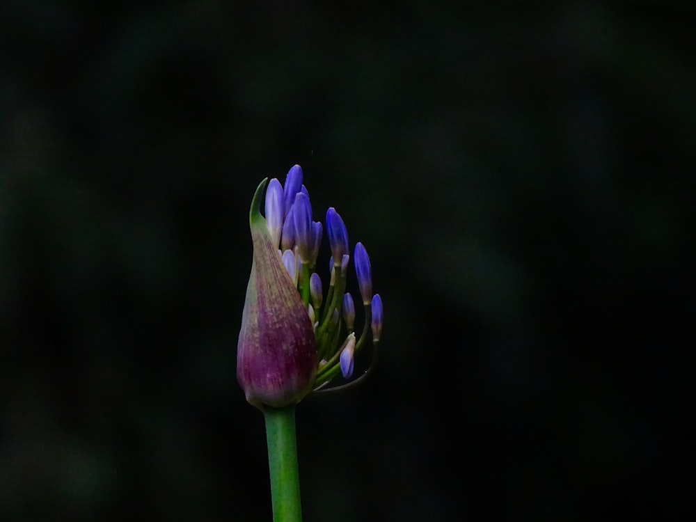 purple flower in tilt shift lens