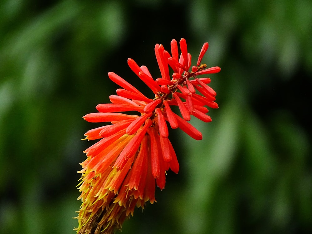 red flower in tilt shift lens