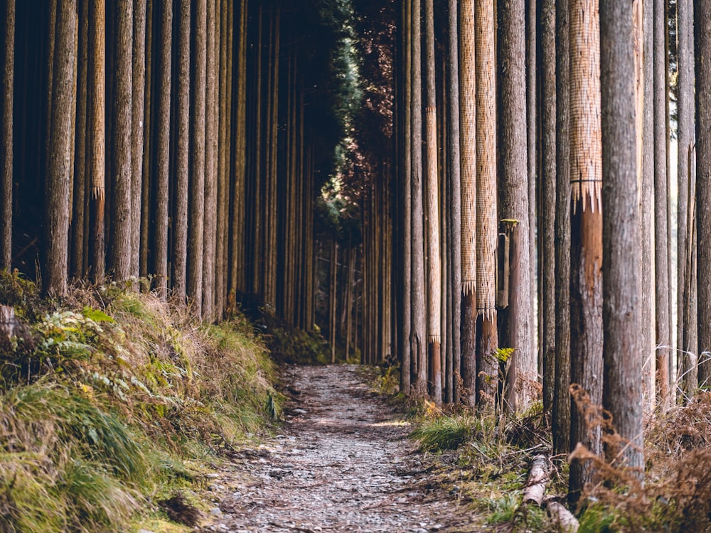 erba verde e alberi marroni