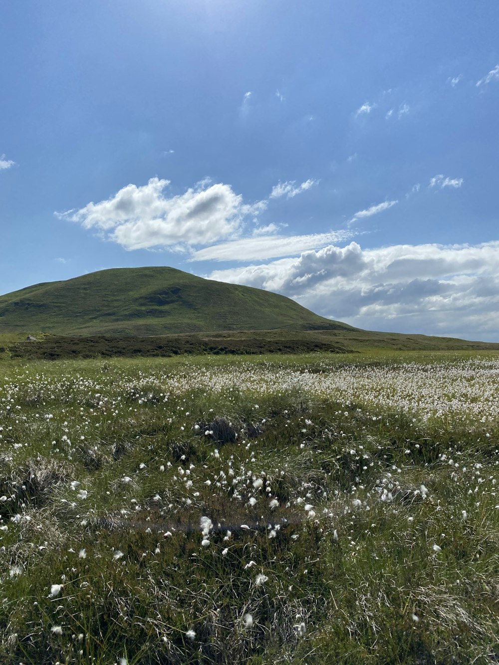 purple flower field under blue sky during daytime