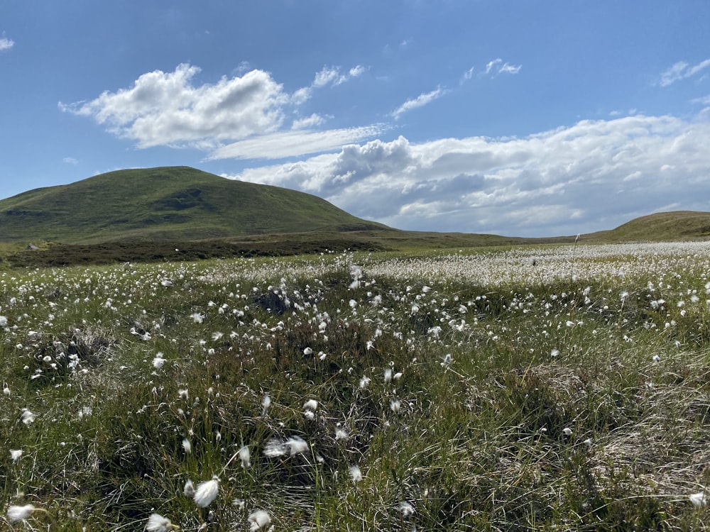 white flowers on green grass field under blue sky during daytime