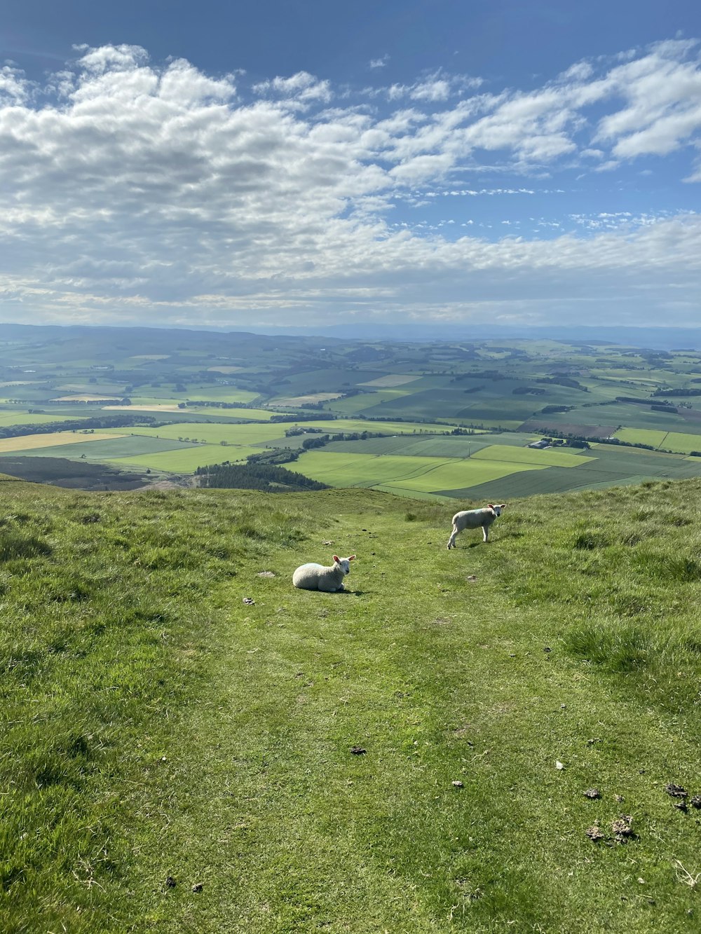 昼間の緑の芝生の白い羊