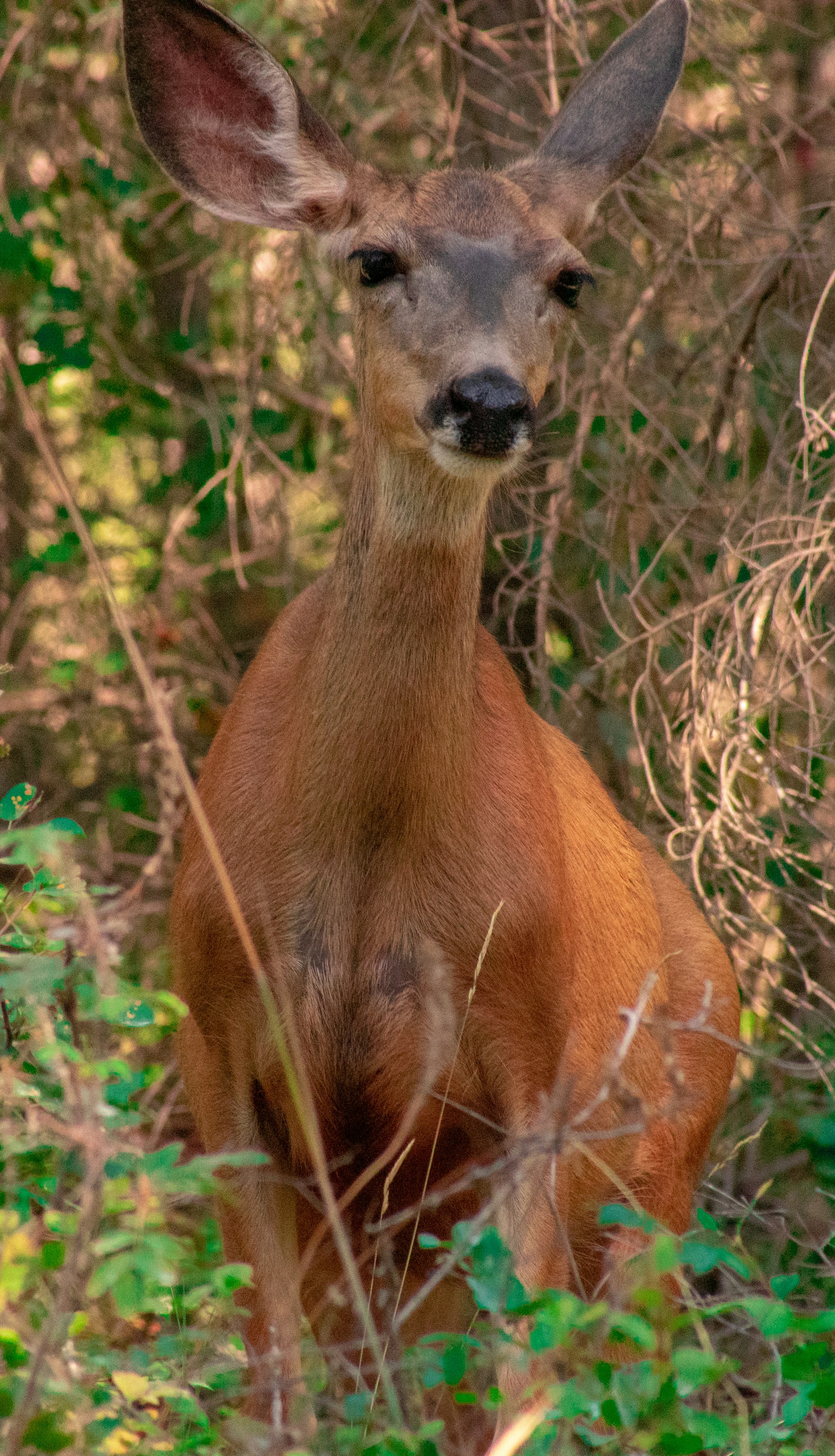 A gentle deer peeking through lush green woodland, leaves softly rustling around.