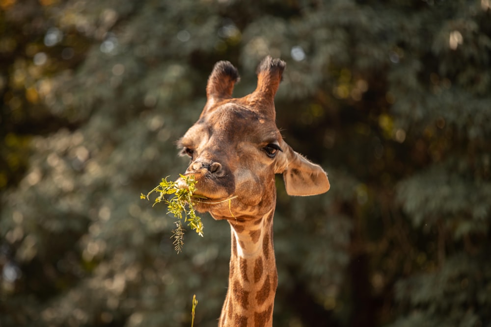 a giraffe eating leaves off of a tree