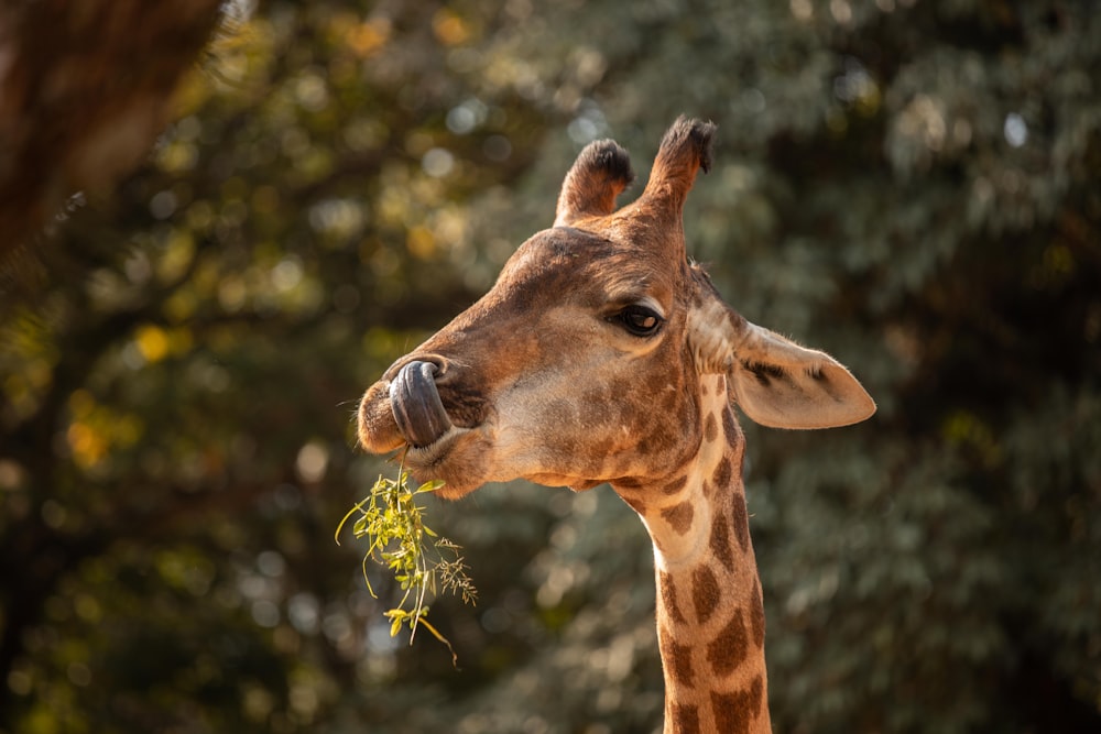 giraffe eating green leaves during daytime