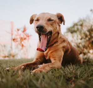 brown short coated dog on green grass field during daytime