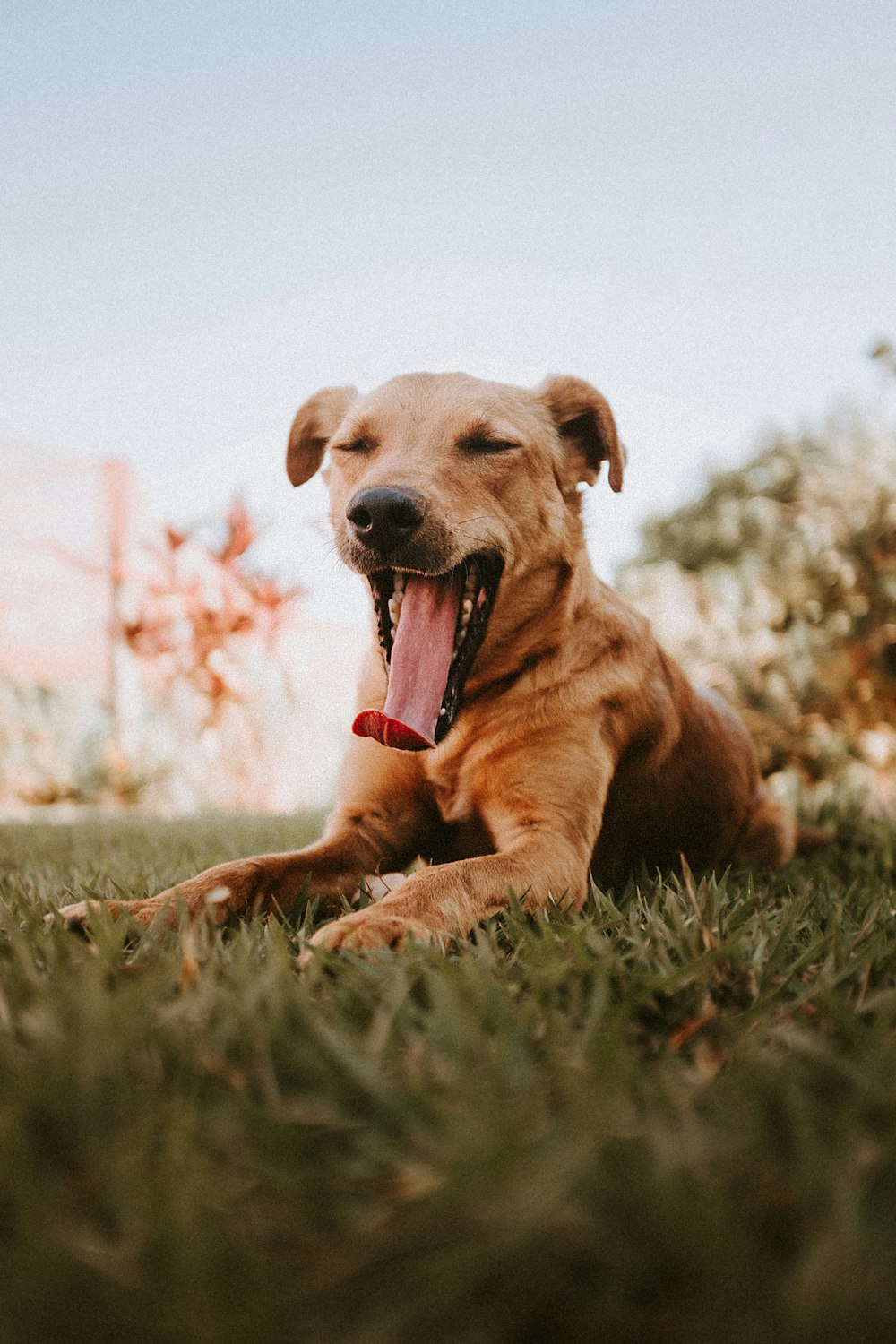 brown short coated dog on green grass field during daytime