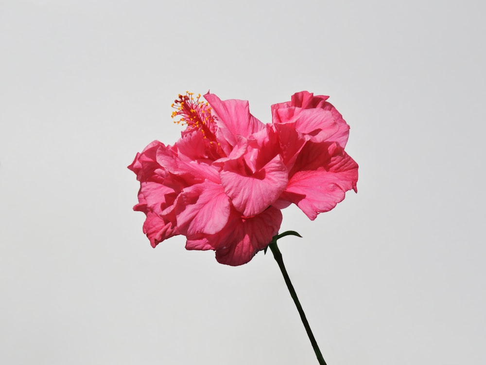 pink flower on white background