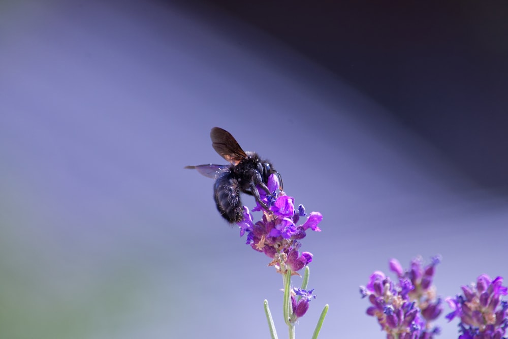 black and yellow bee on purple flower