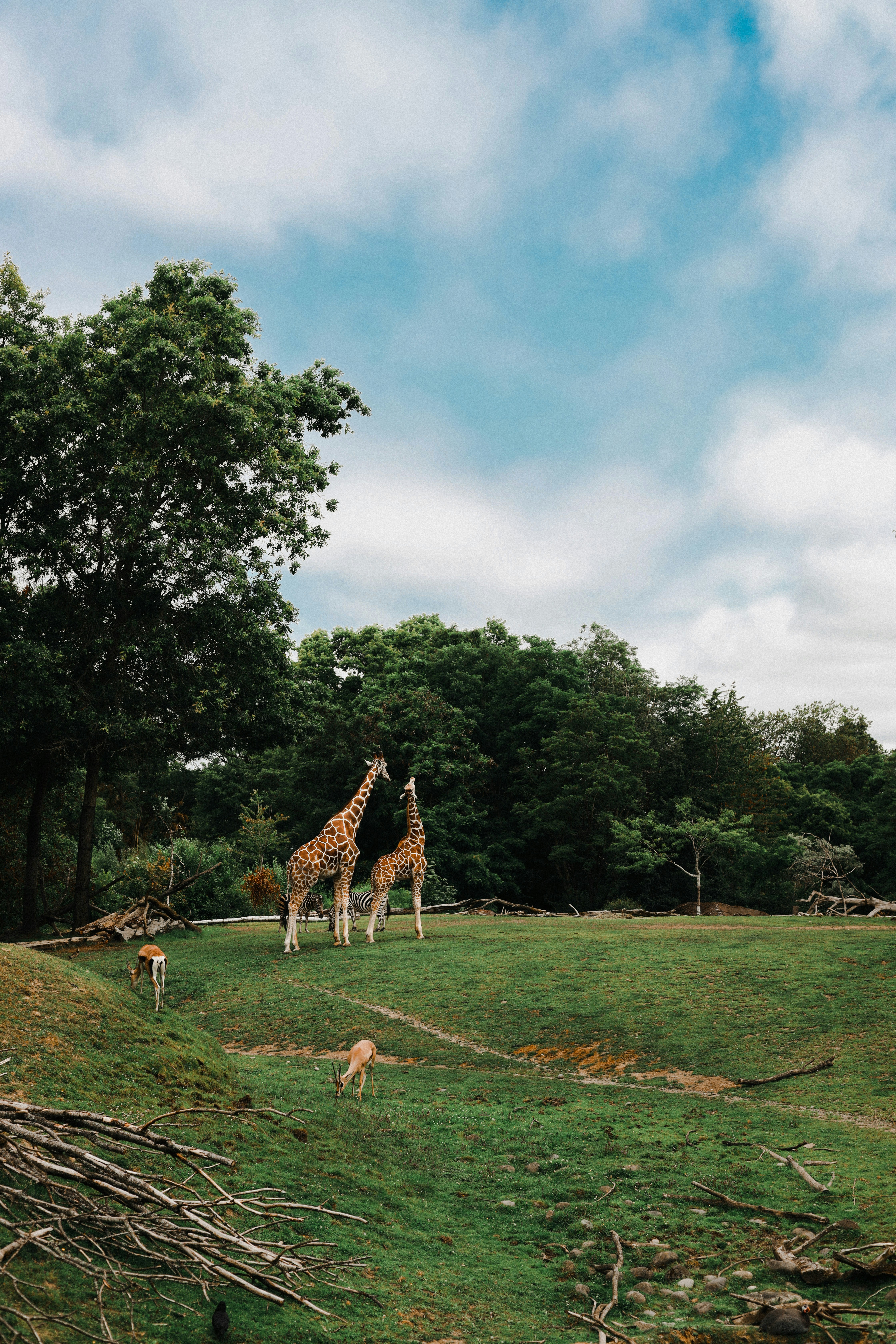 giraffe on green grass field near green trees under white clouds and blue sky during daytime