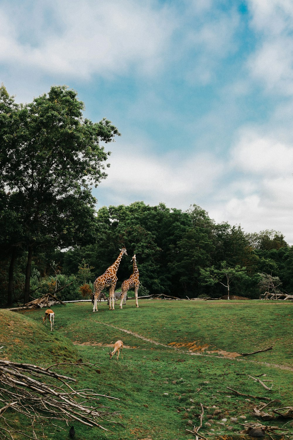 giraffe on green grass field near green trees under white clouds and blue sky during daytime