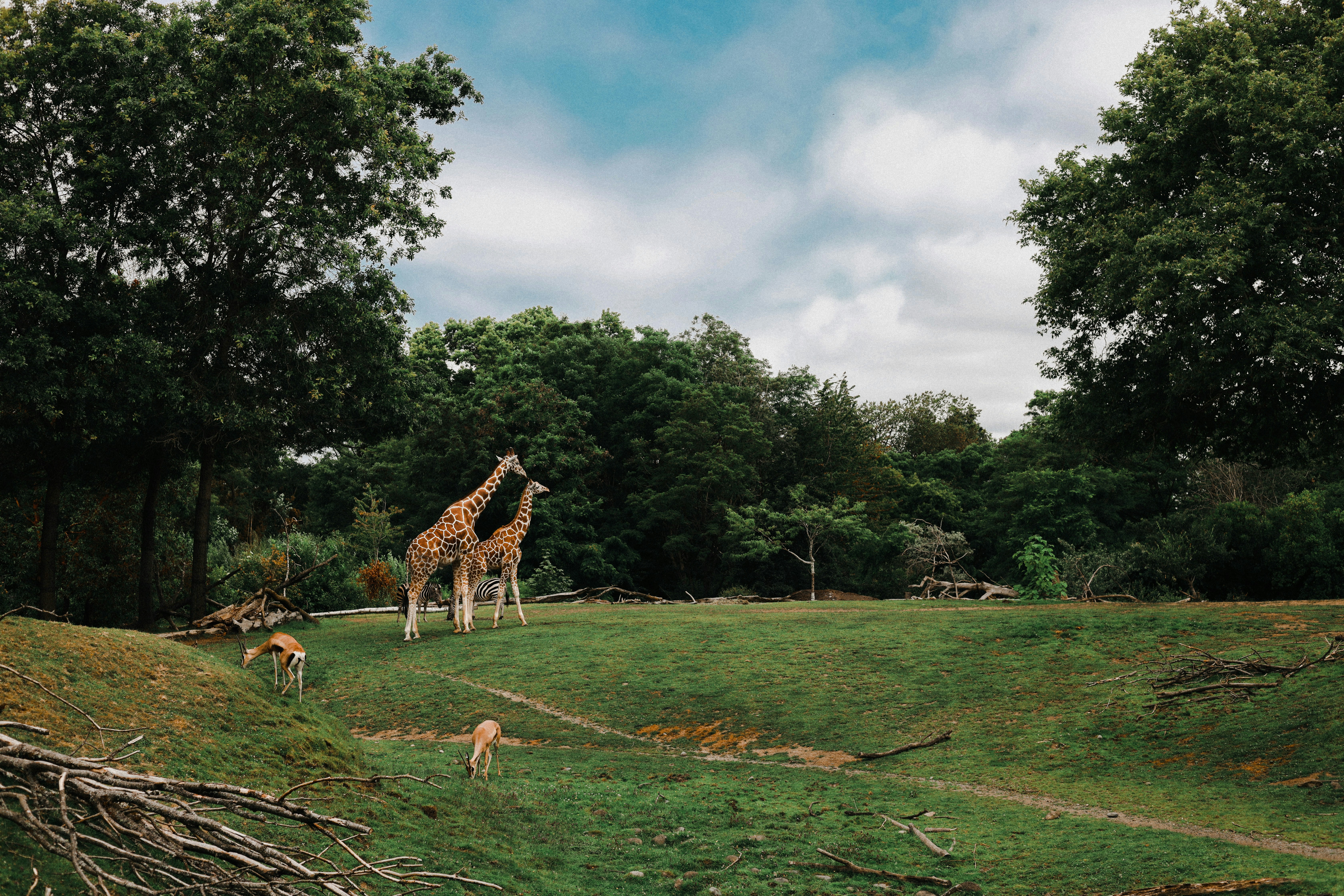 brown and white giraffe on green grass field during daytime