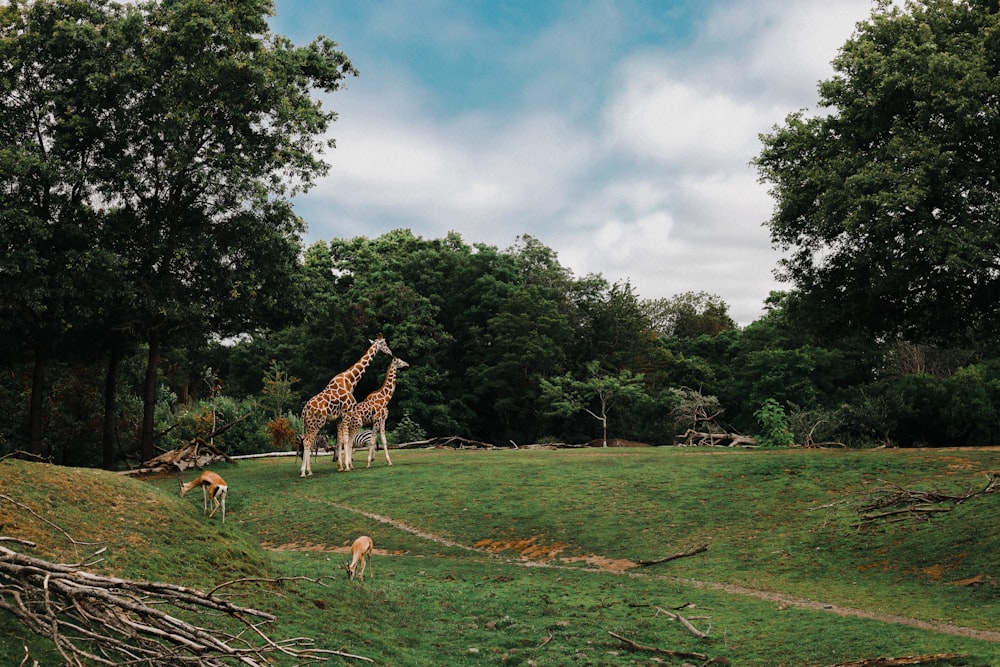 brown and white giraffe on green grass field during daytime