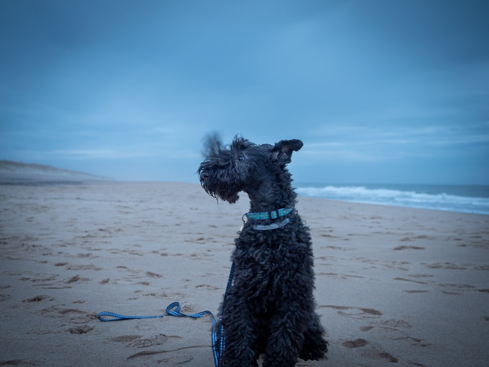 black long coated dog on white sand beach during daytime