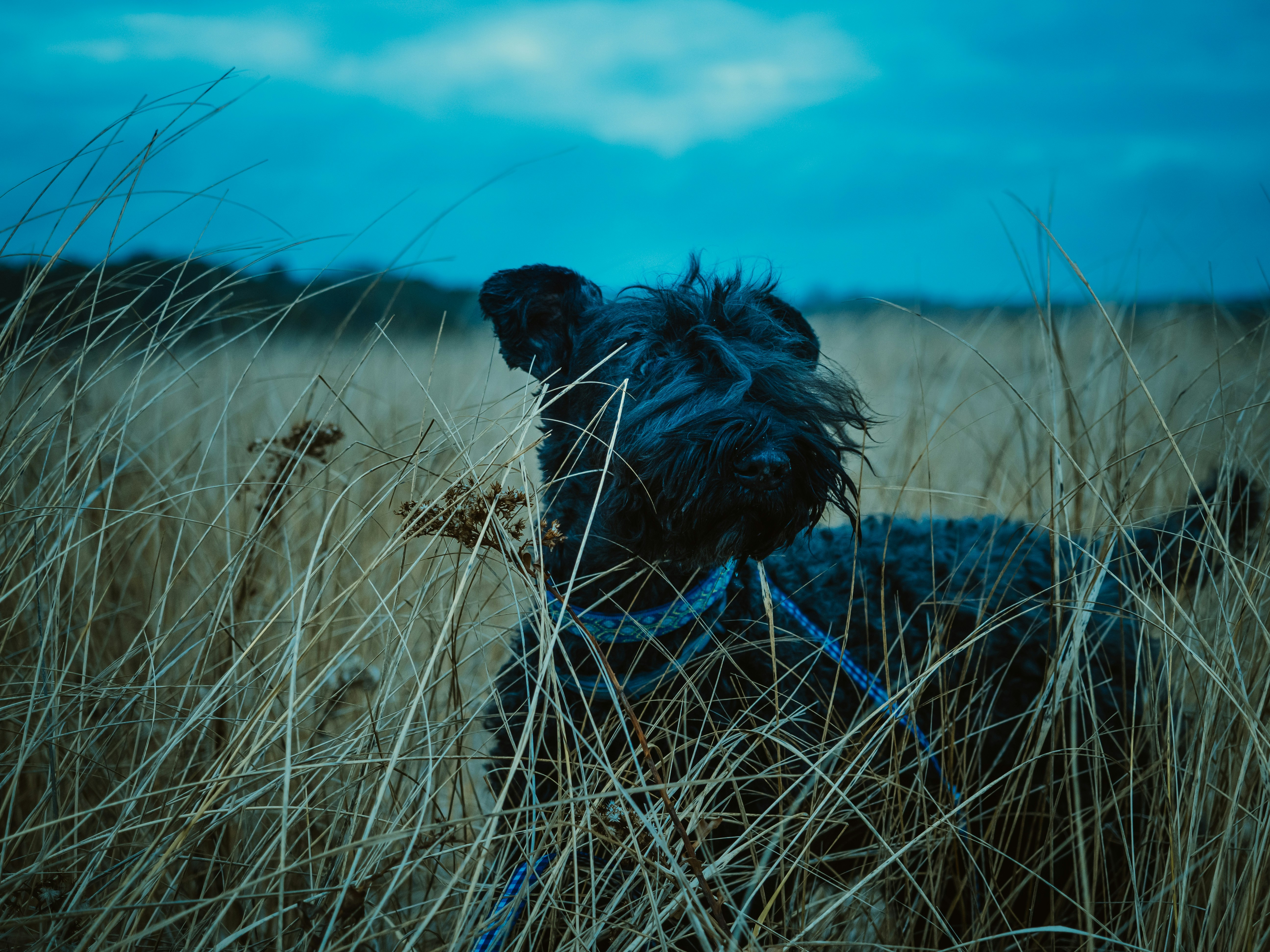 black long coated small sized dog on brown grass field during daytime