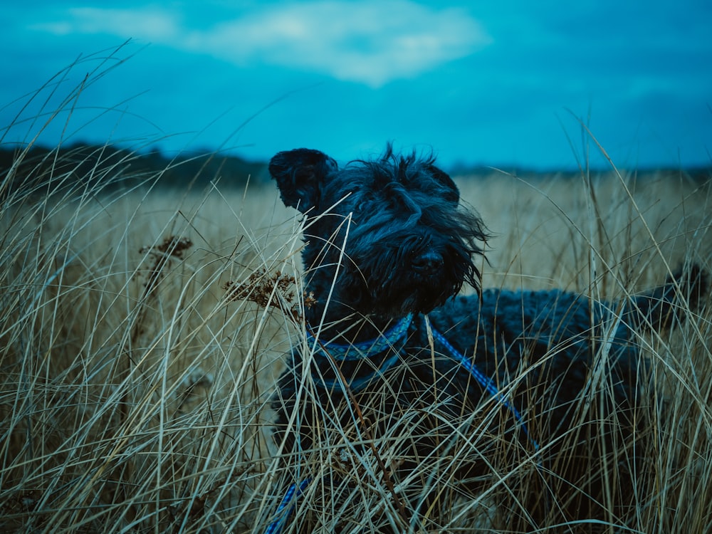 black long coated small sized dog on brown grass field during daytime