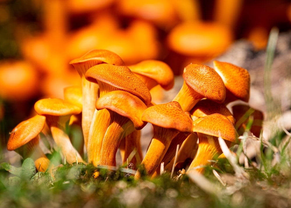 cogumelos marrons na grama verde