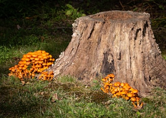 brown tree trunk on green grass