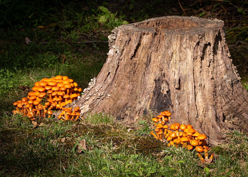 brown tree trunk on green grass