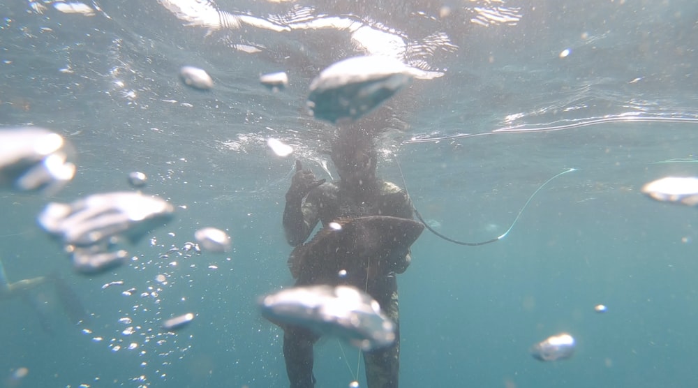 woman in black wetsuit under water