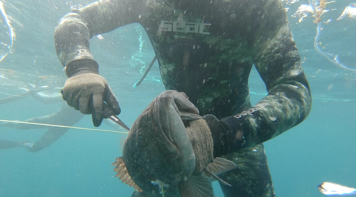 Fusil de pesca submarina