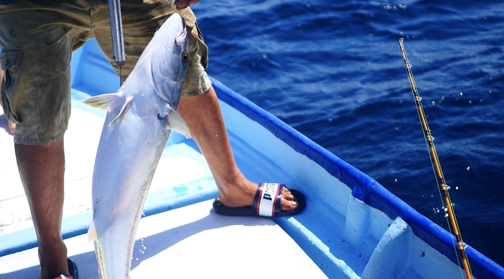 person holding gray fish on blue and white boat during daytime
