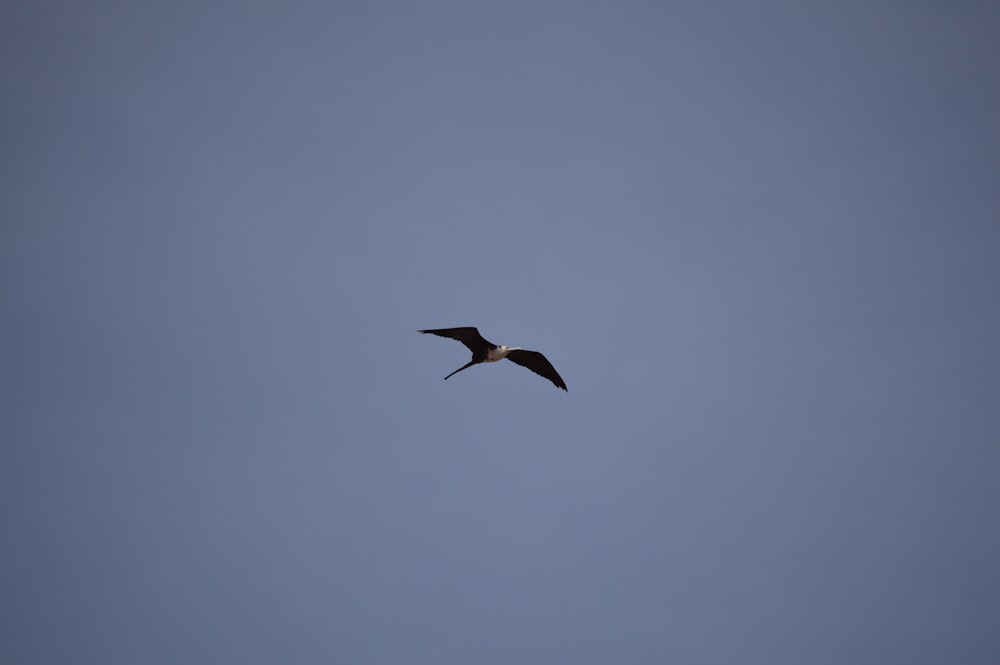black gull flying under blue sky during daytime