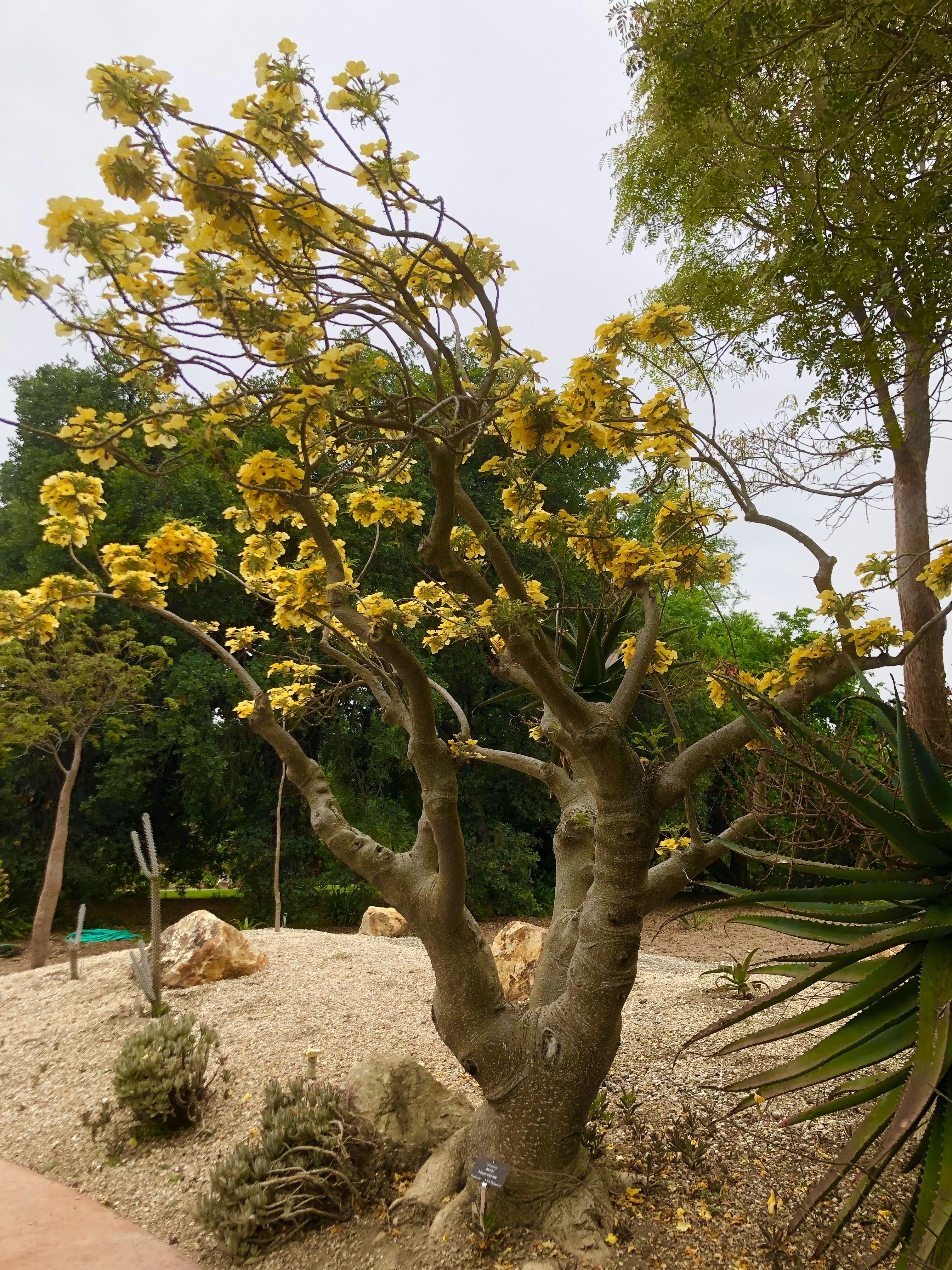 green tree under blue sky during daytime
