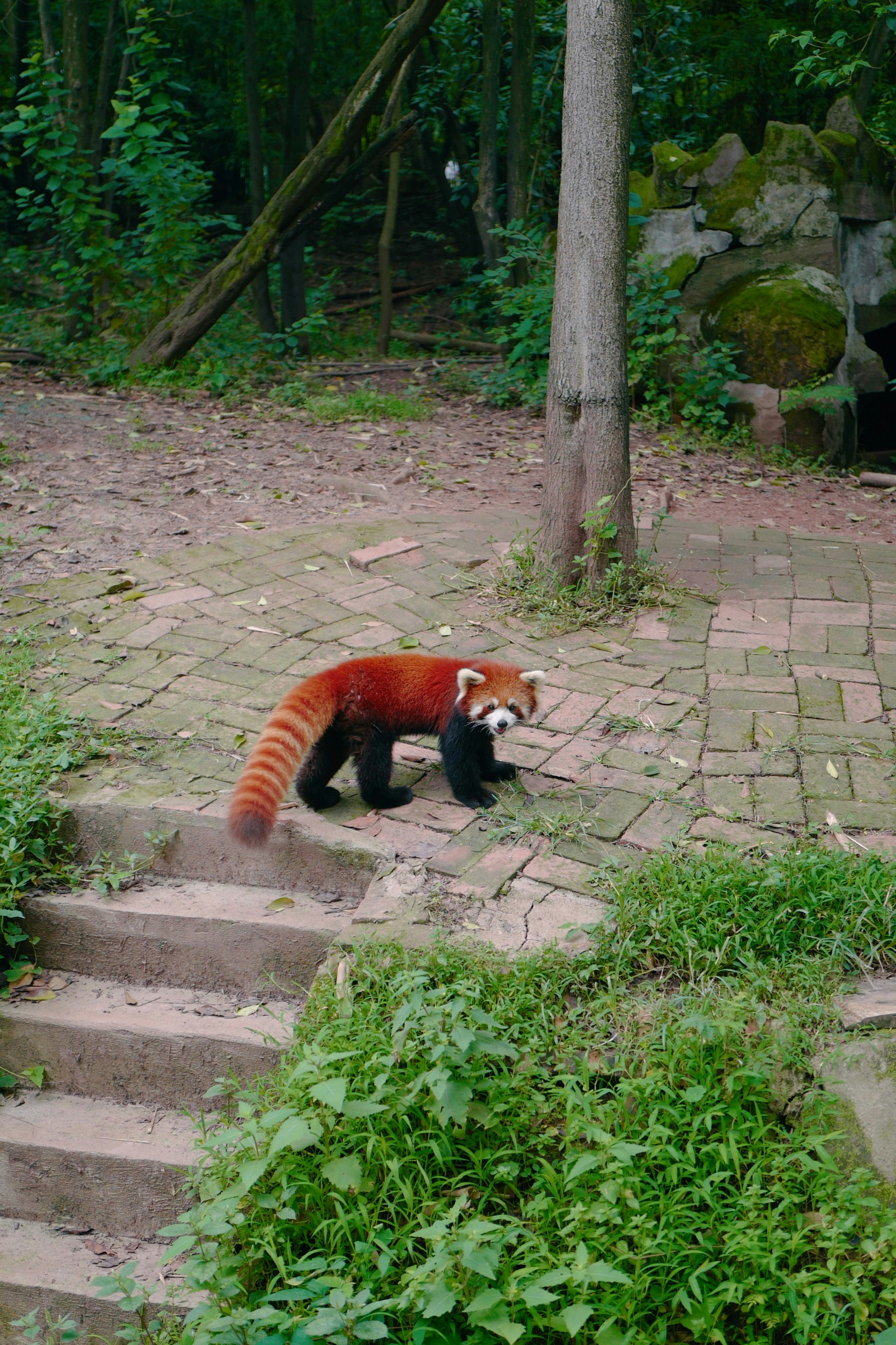 red panda on brown brick floor