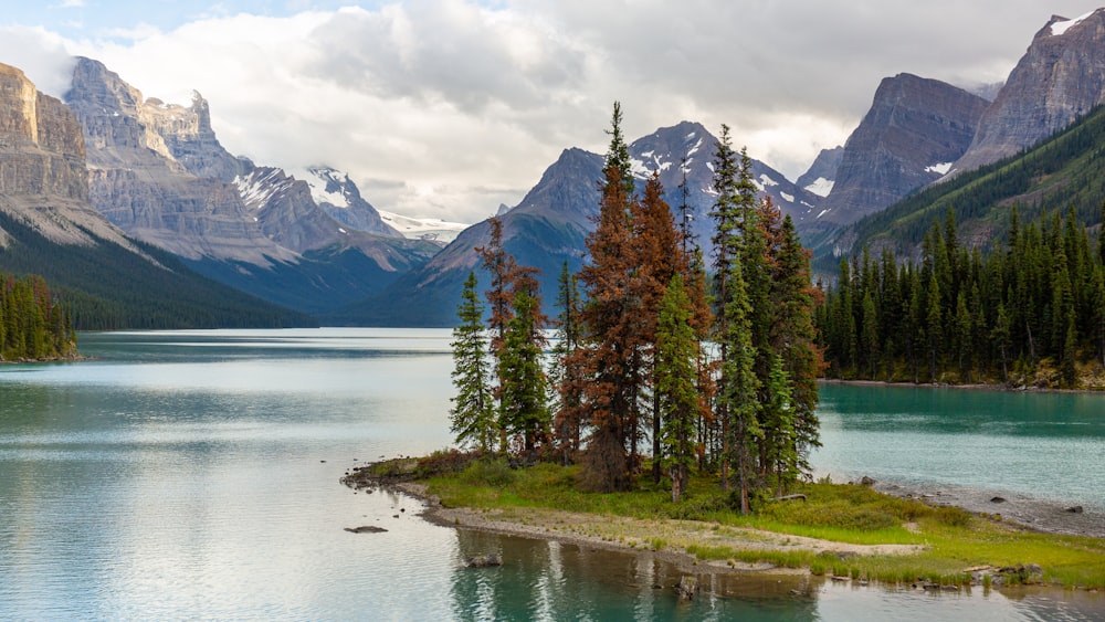 green pine trees near body of water and mountain during daytime