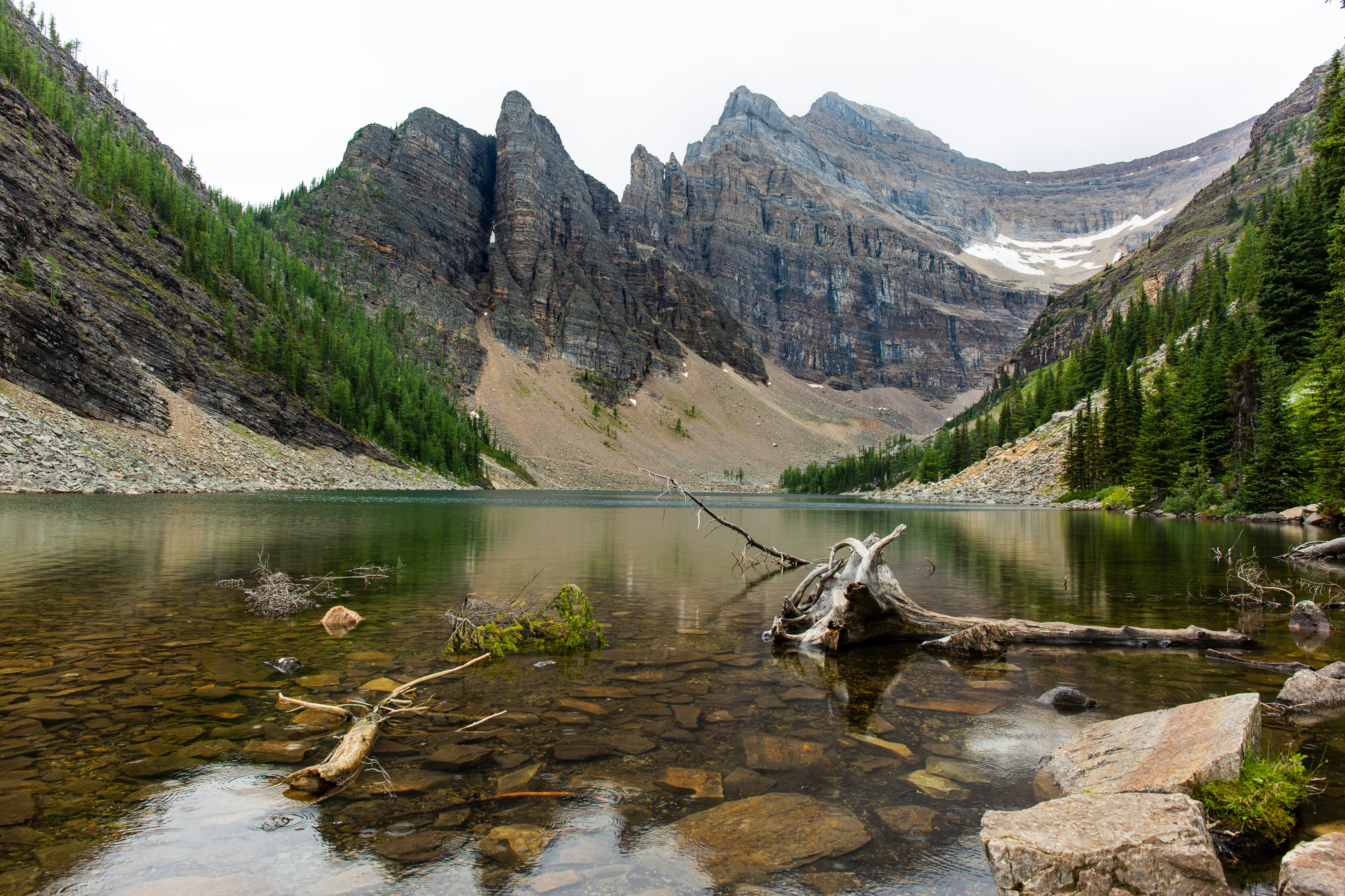 brown tree log on river