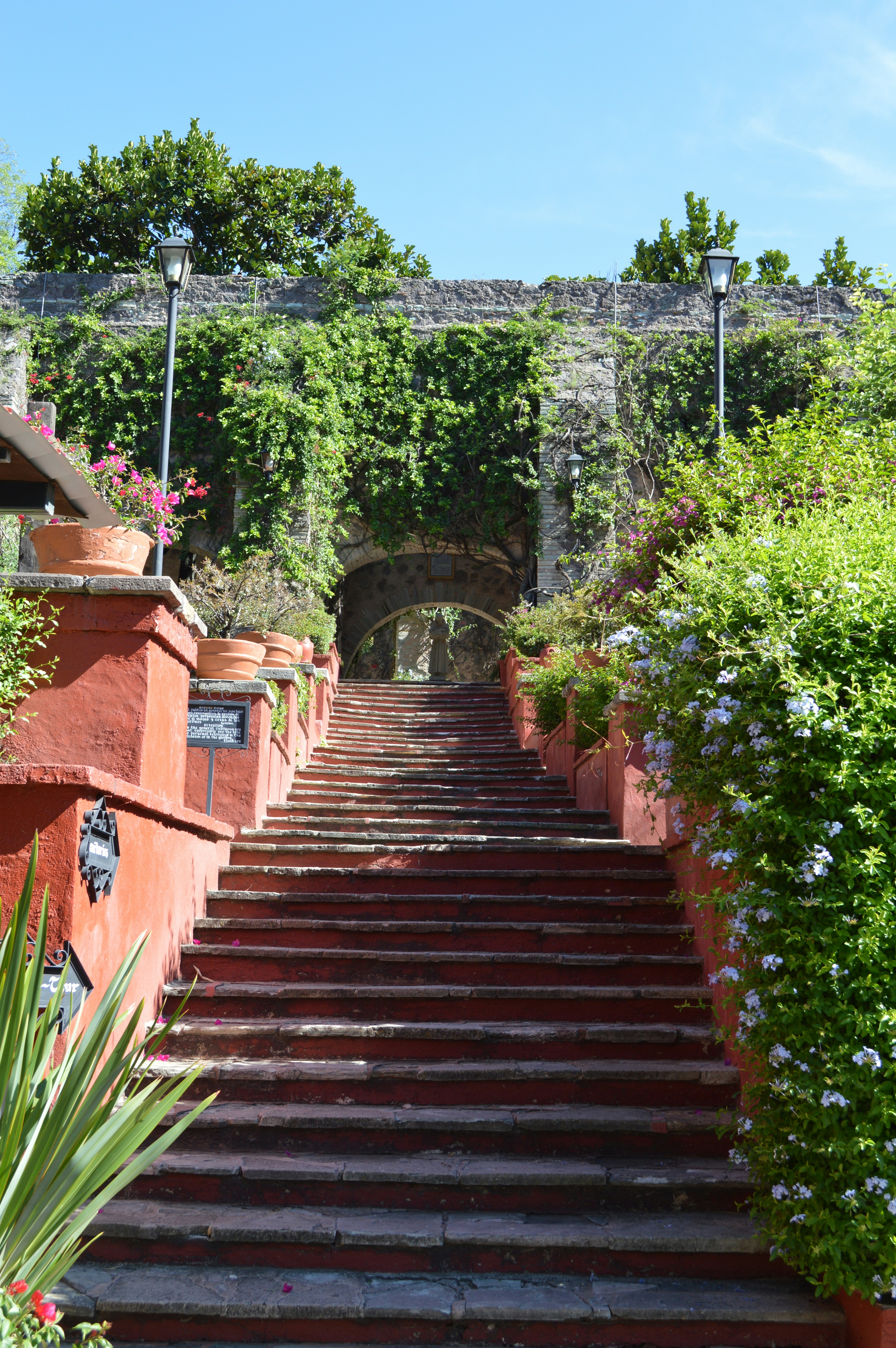 plants