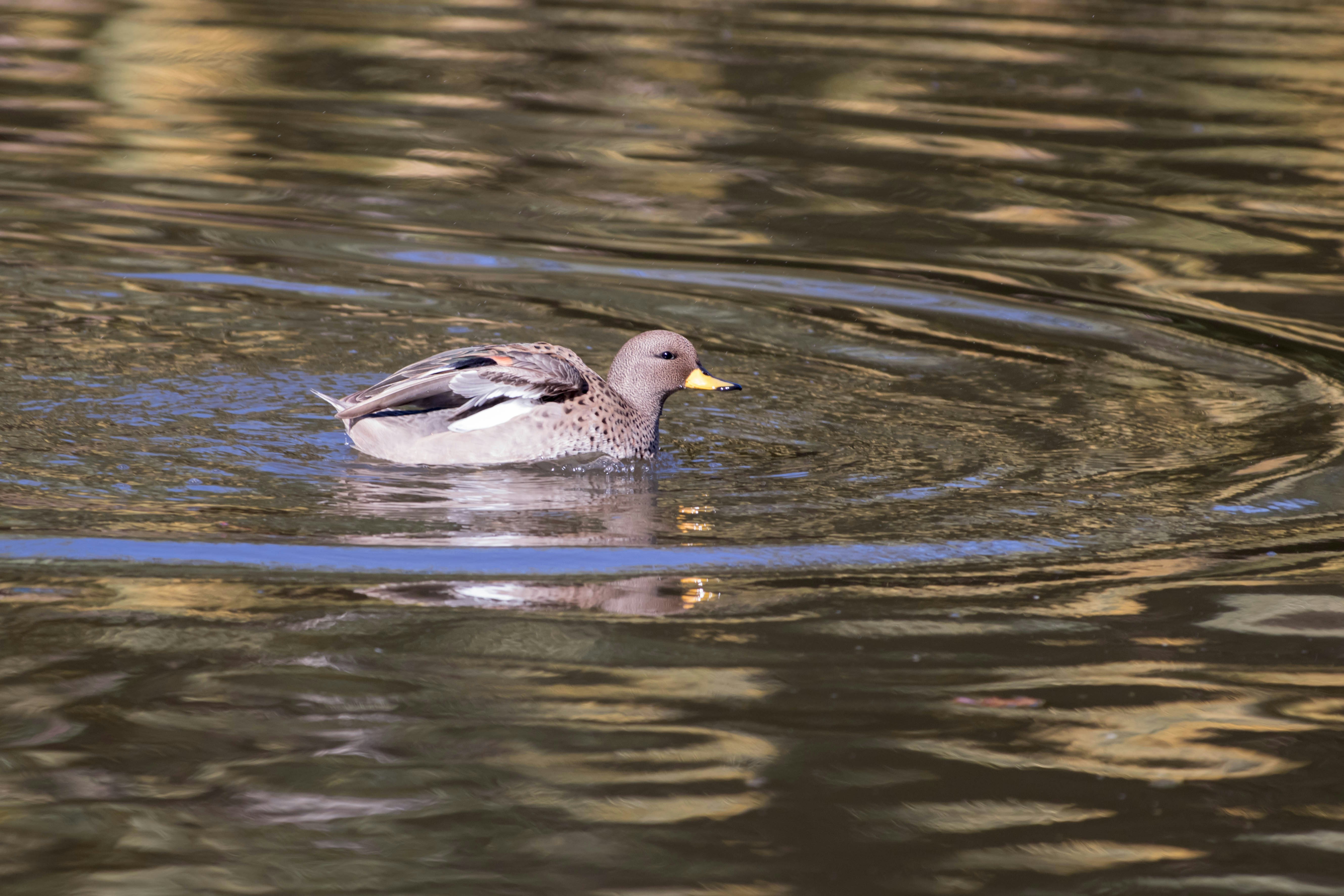 Photo by sonianadales