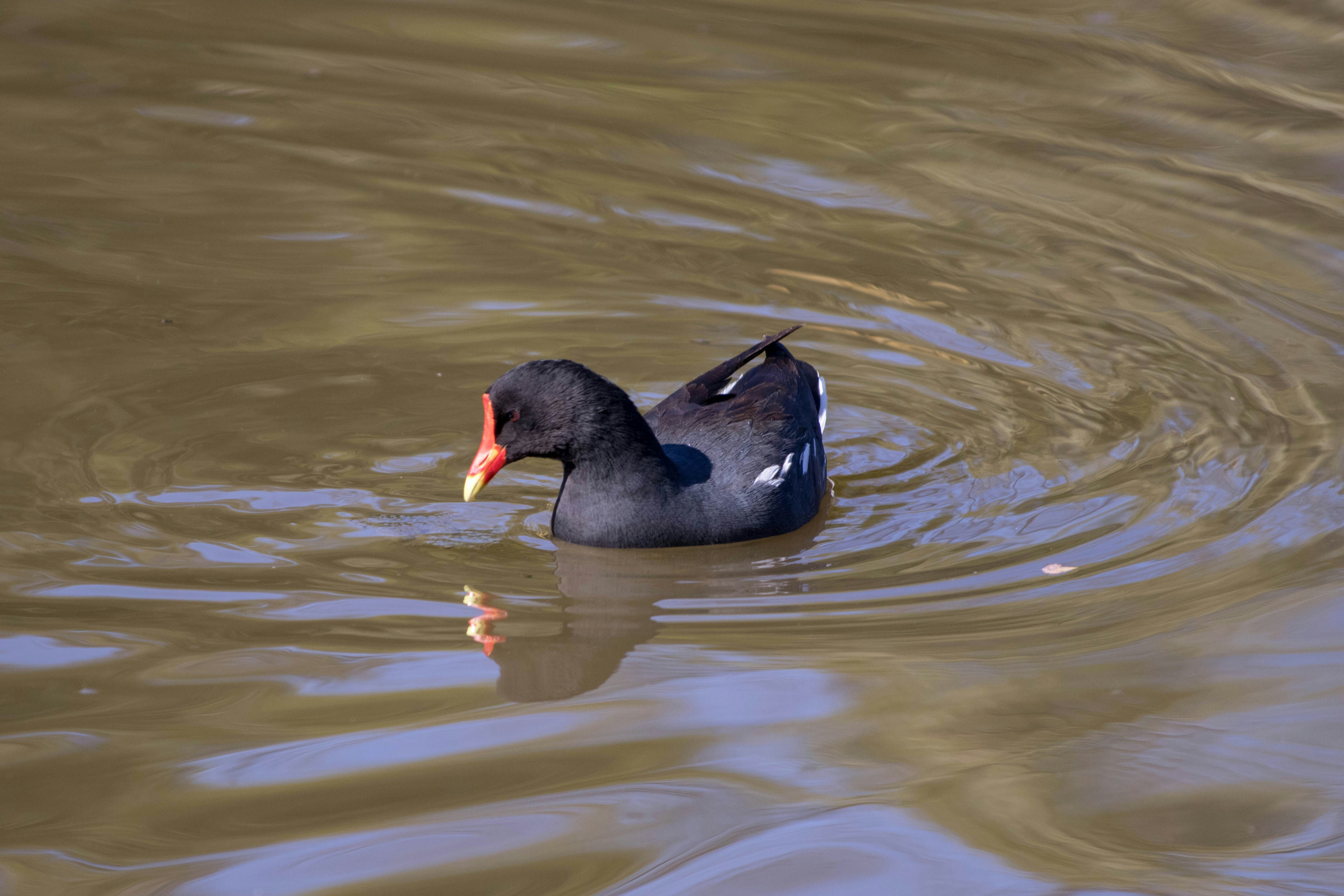 Photo by sonianadales