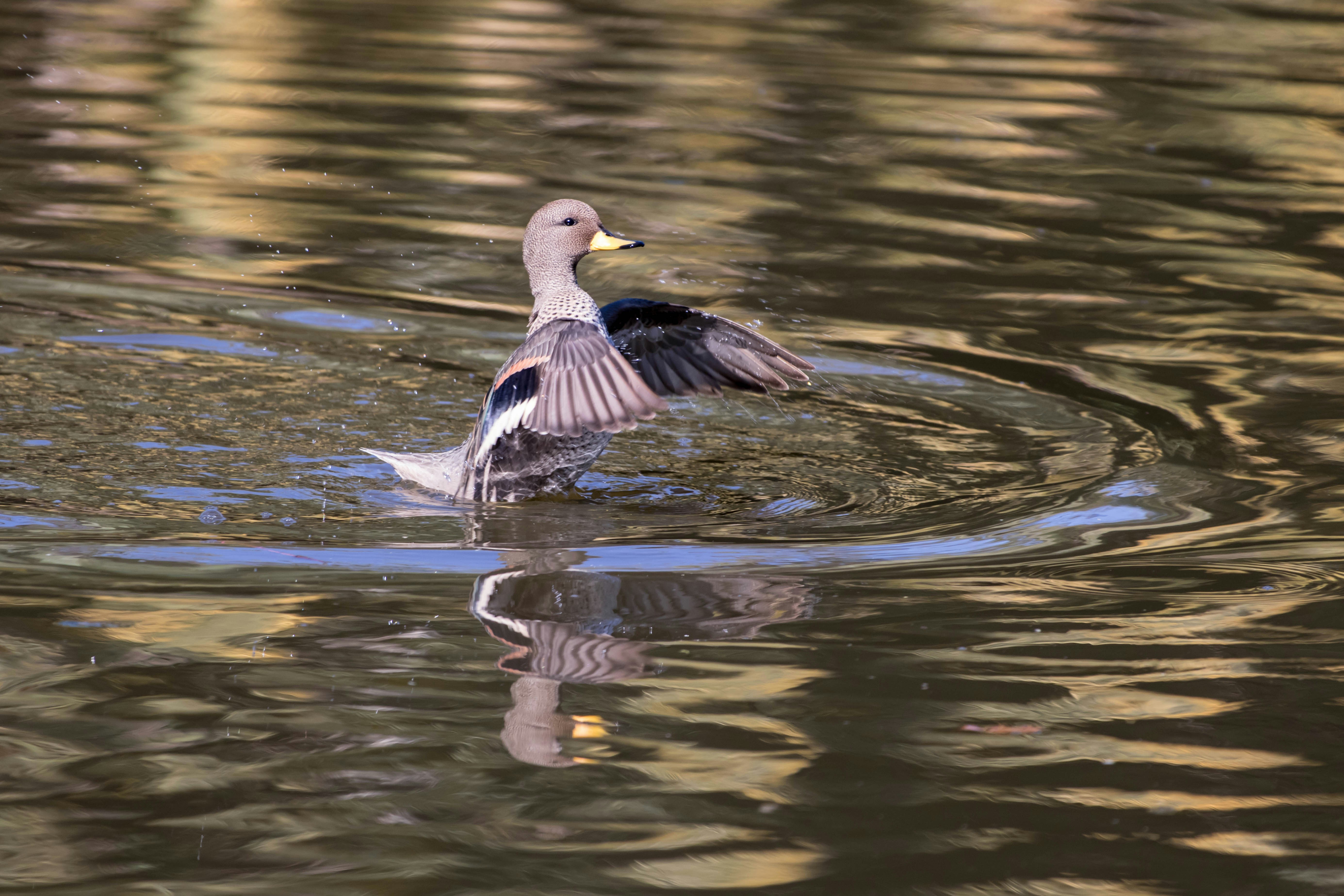 Photo by sonianadales