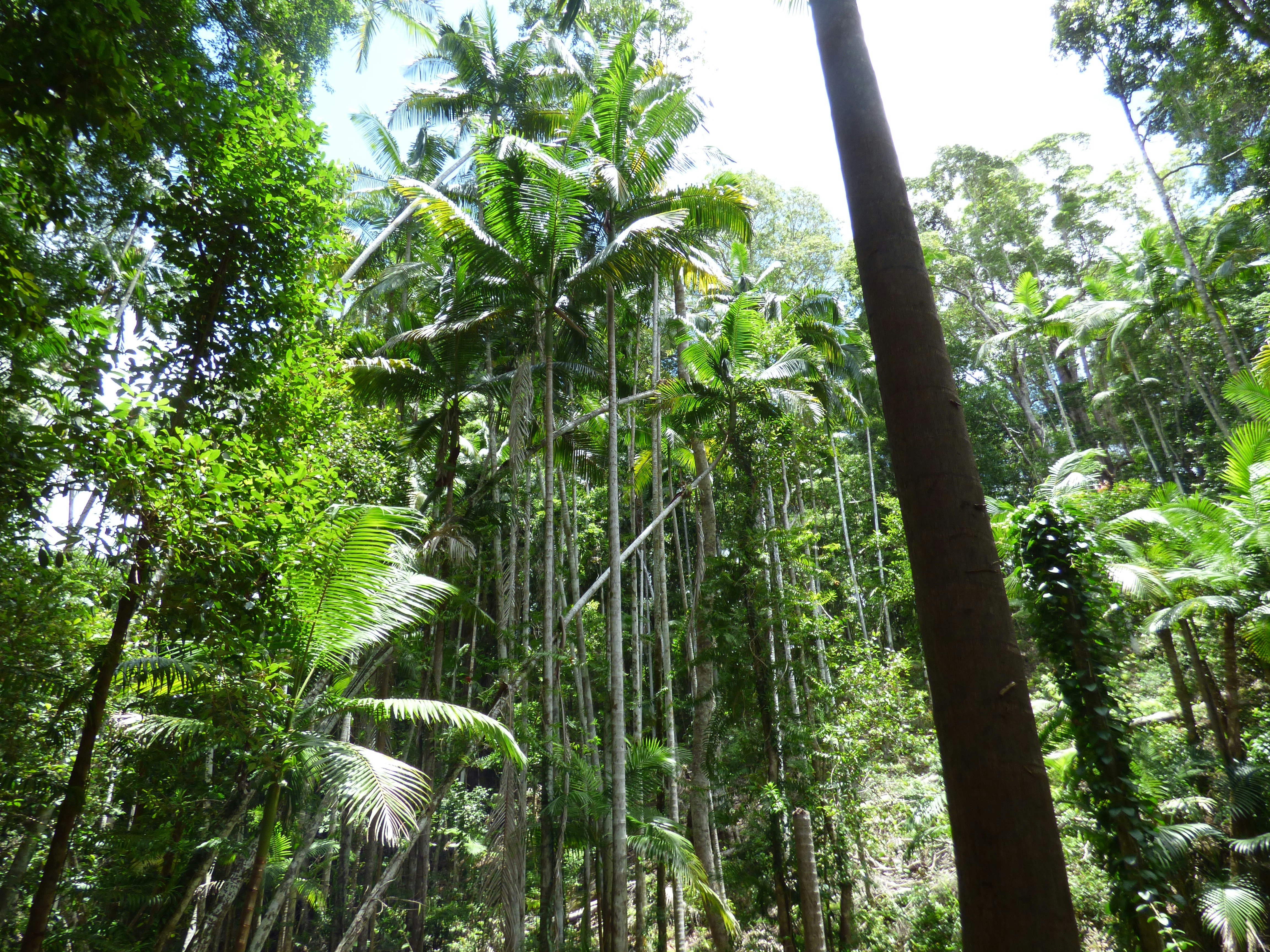 Lush tropical jungle canopy at golden hour, deep green foliage, shafts of warm light filtering through dense palm fronds, Hawaii North Shore