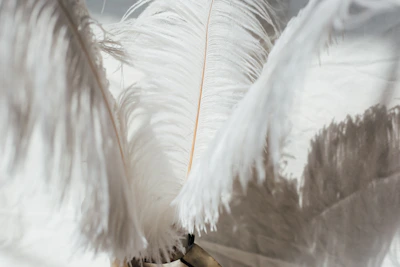 Soft white feathers floating gently against a warm beige glowing background.