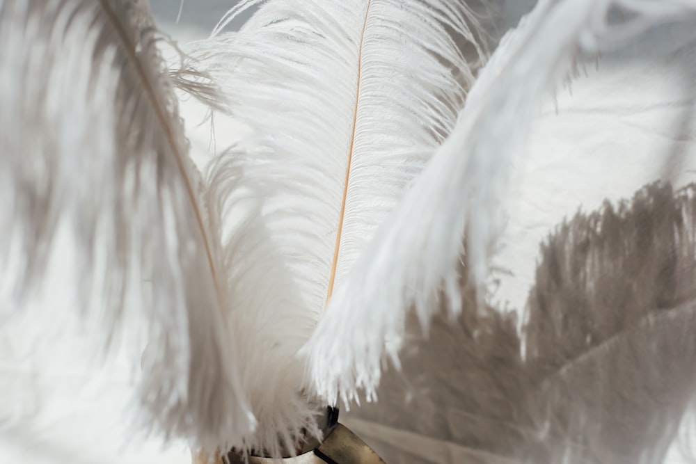 white feather in close up photography