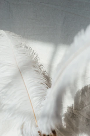 Soft lavender feather gently floating against a clean white background.