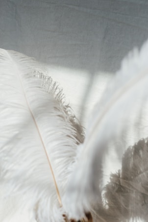Soft, white feathers with delicate strands are gently resting, casting shadows on a light gray or beige surface. The feathers appear ethereal and light against the subtle backdrop.