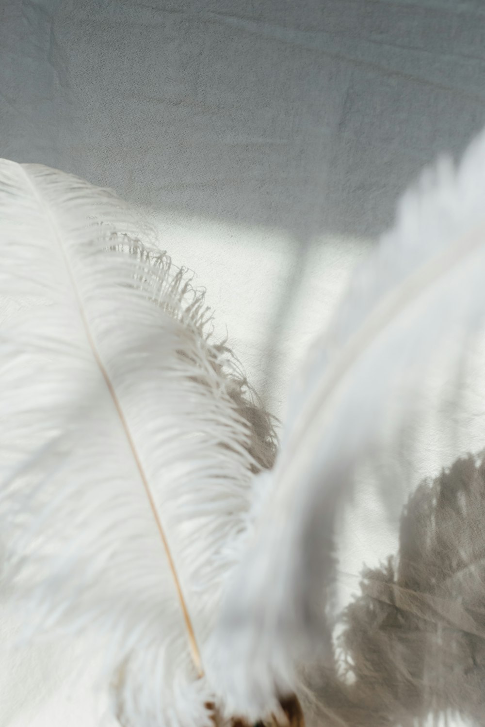 white feather on white textile